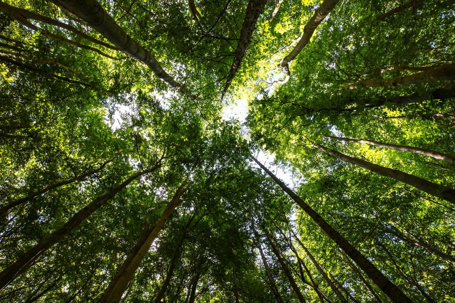 Event round-up: Cloud and Climate Change - Computing in a more sustainable world