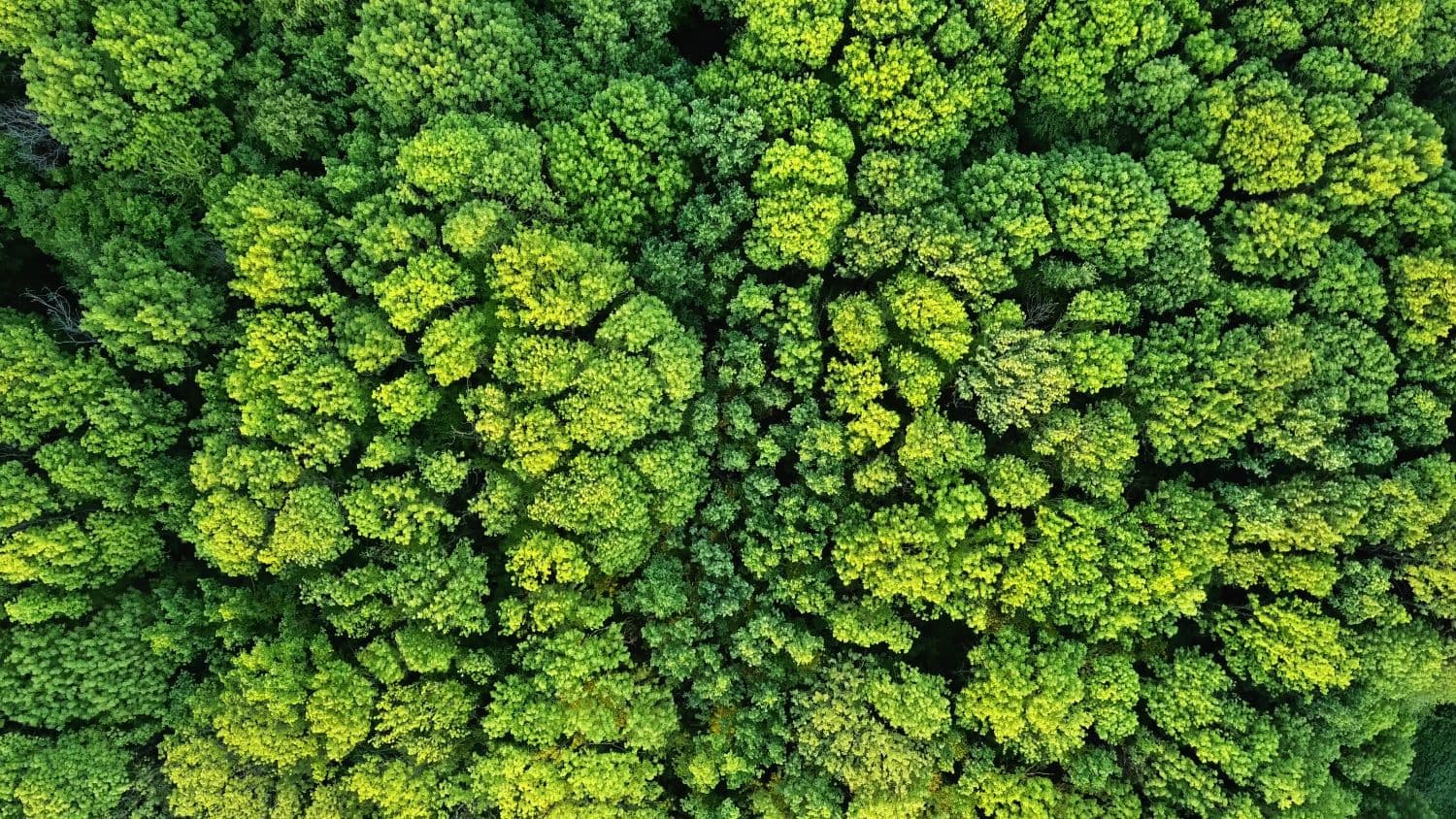 Lessons from KPMG UK’s partnership with GoCodeGreen