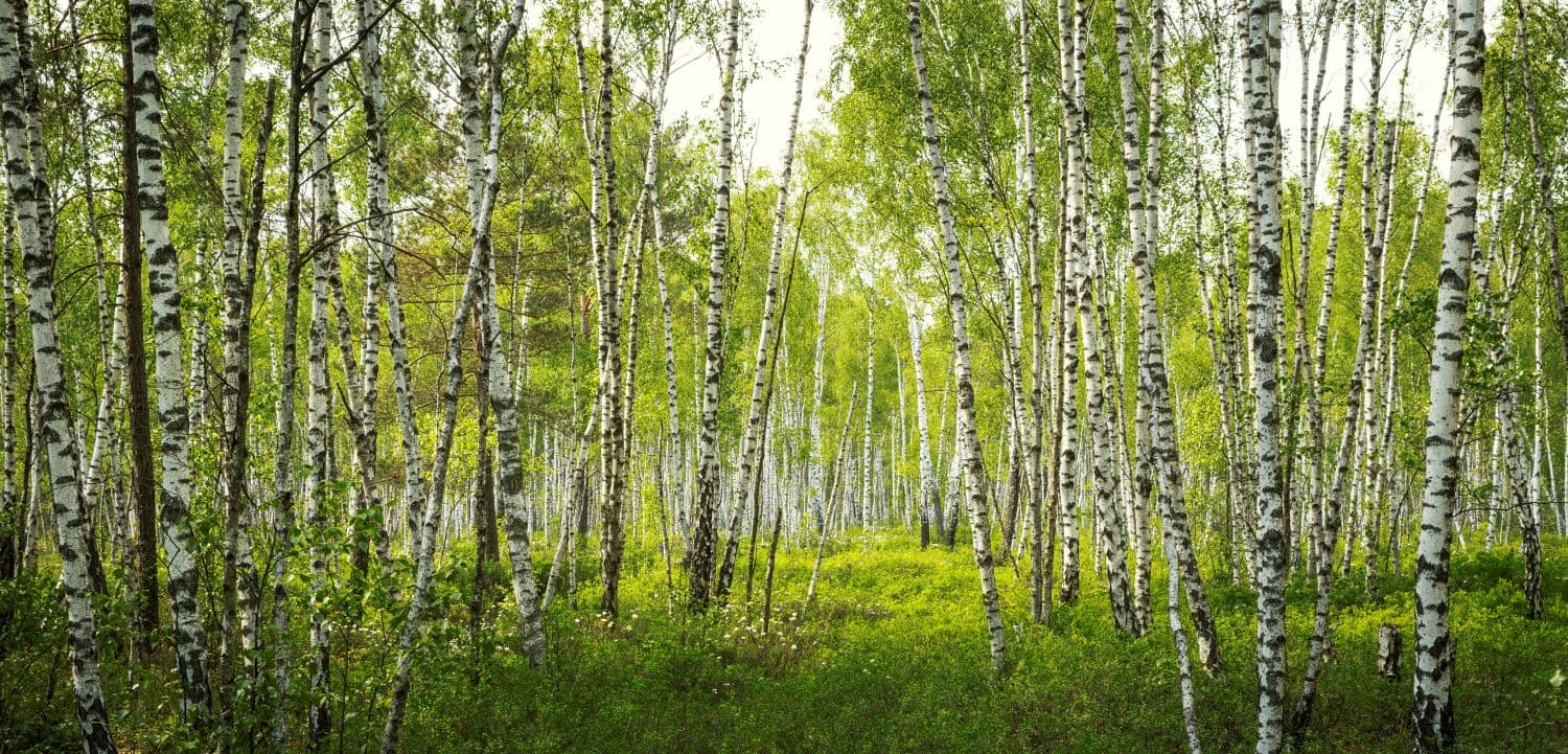 Partner spotlight: Nature tech in action around the world