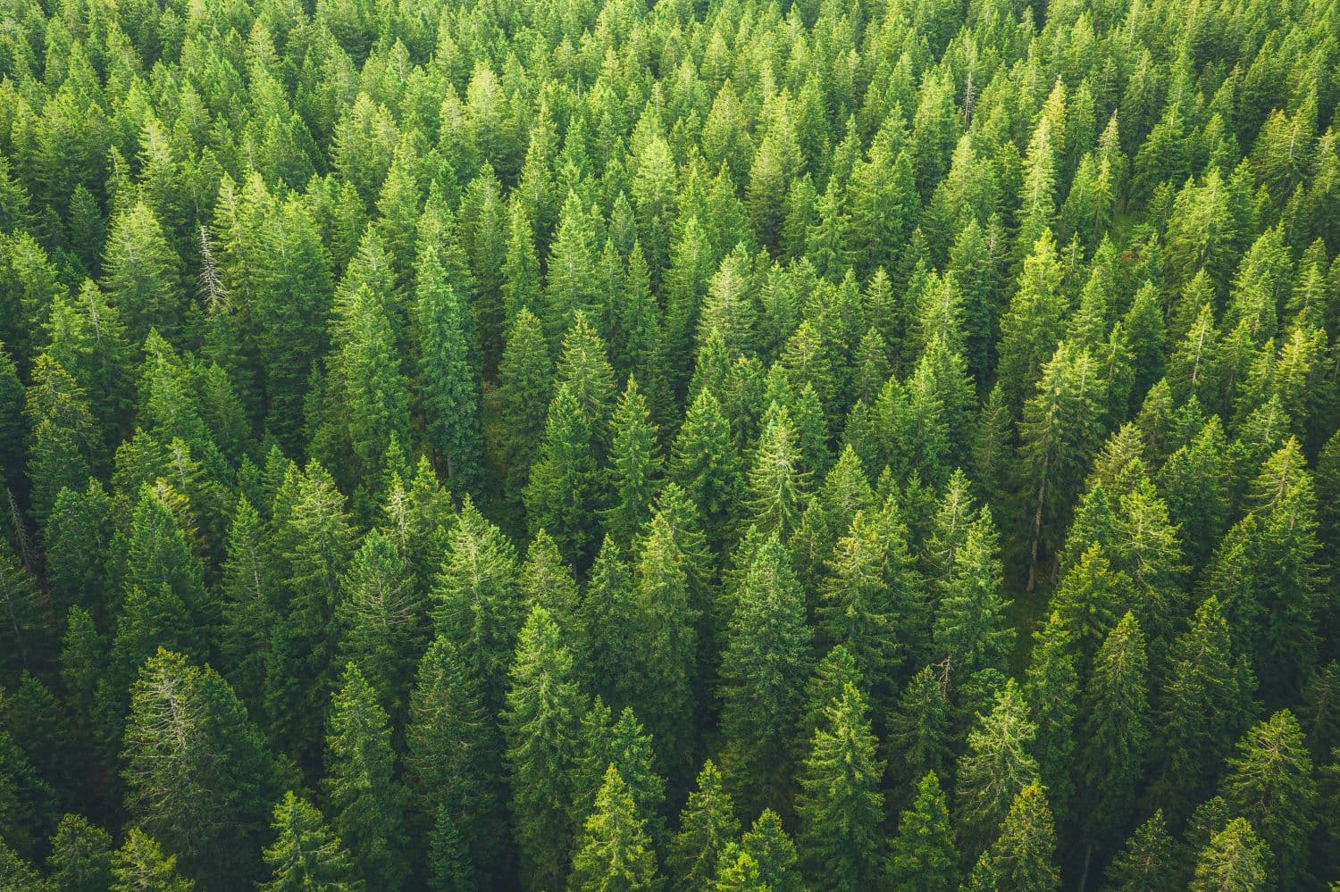 How to get ahead with the cloud and sustainability (Guest blog from Virgin Media O2 Business)