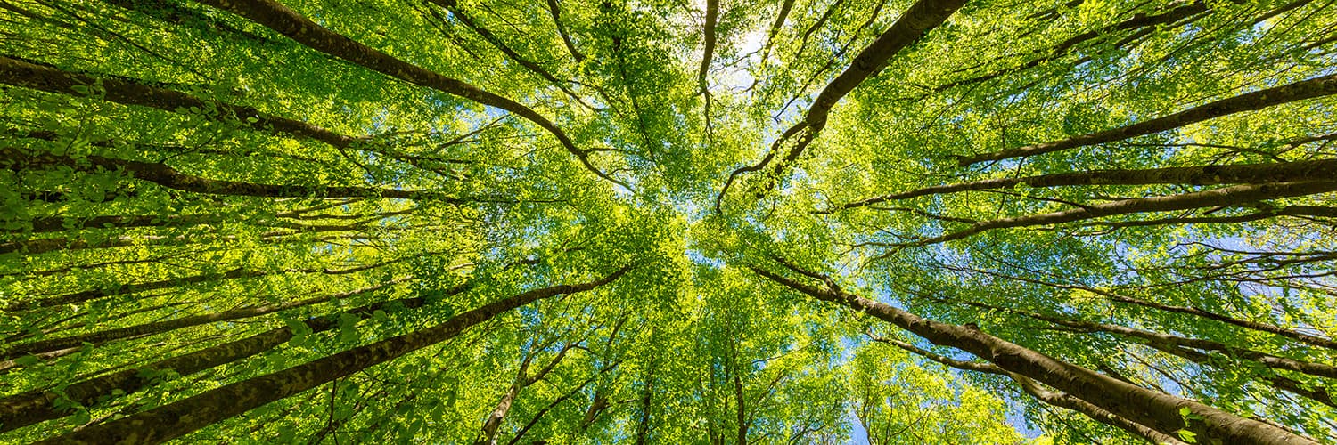 Kainos: It pays to be green