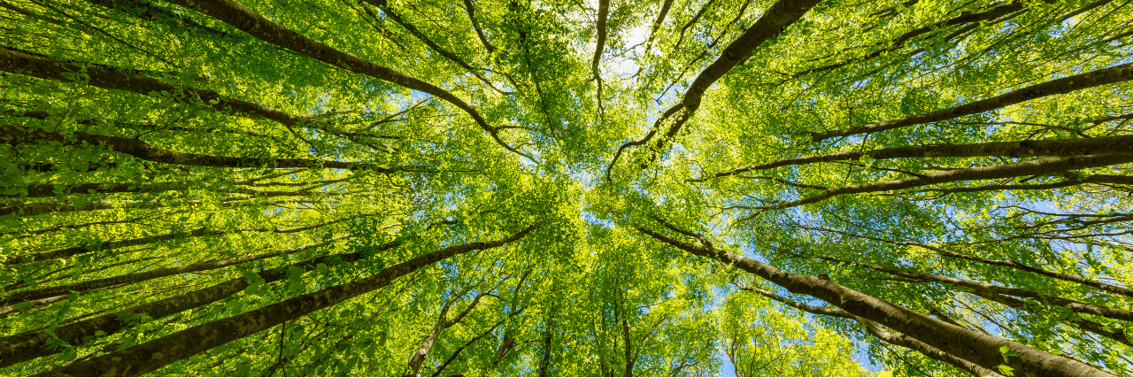 The techUK podcast: Catalysing tech led decarbonisation