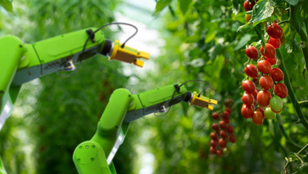 Robots picking tomatoes - Climate Campaign Only.jpg