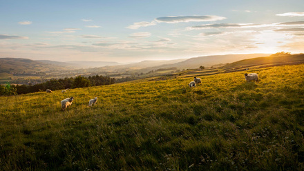 Rural_sheep_NationsandRegions_1127838061_.jpeg